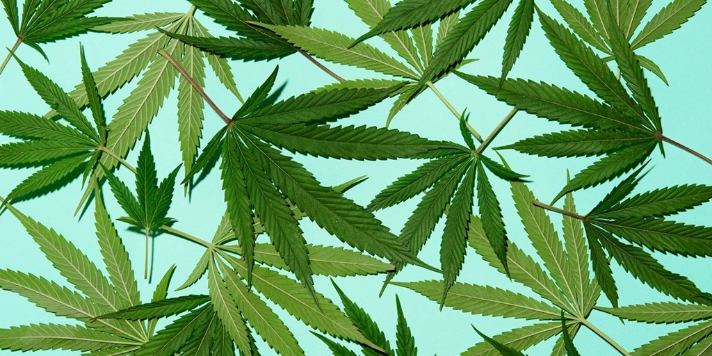 How to Break Into the Cannabis Industry