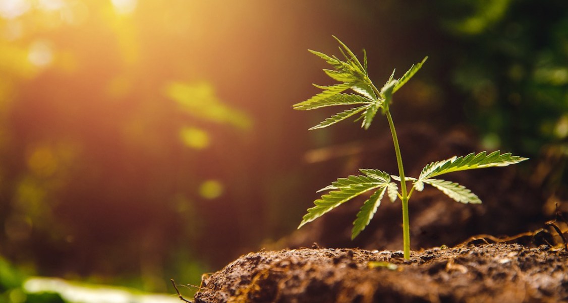 2020 Cannabis Industry Predictions – The Future Looks Green