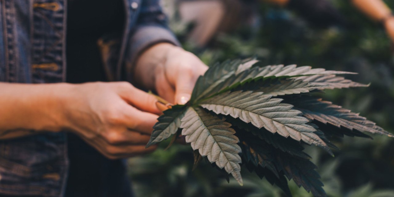 Are There Still Jobs in the Cannabis Industry?