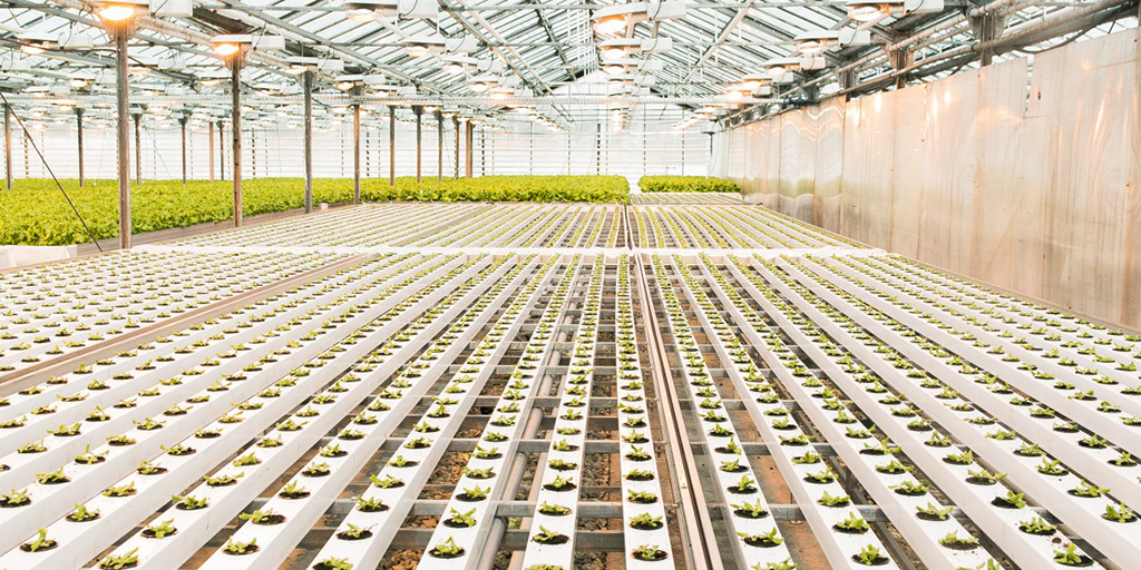 How to Get Into the Cannabis Industry – 5 Tips From an Industry Recruiter