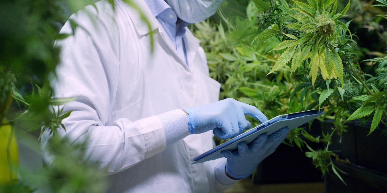Combating the Effects of COVID-19 in the Cannabis Industry