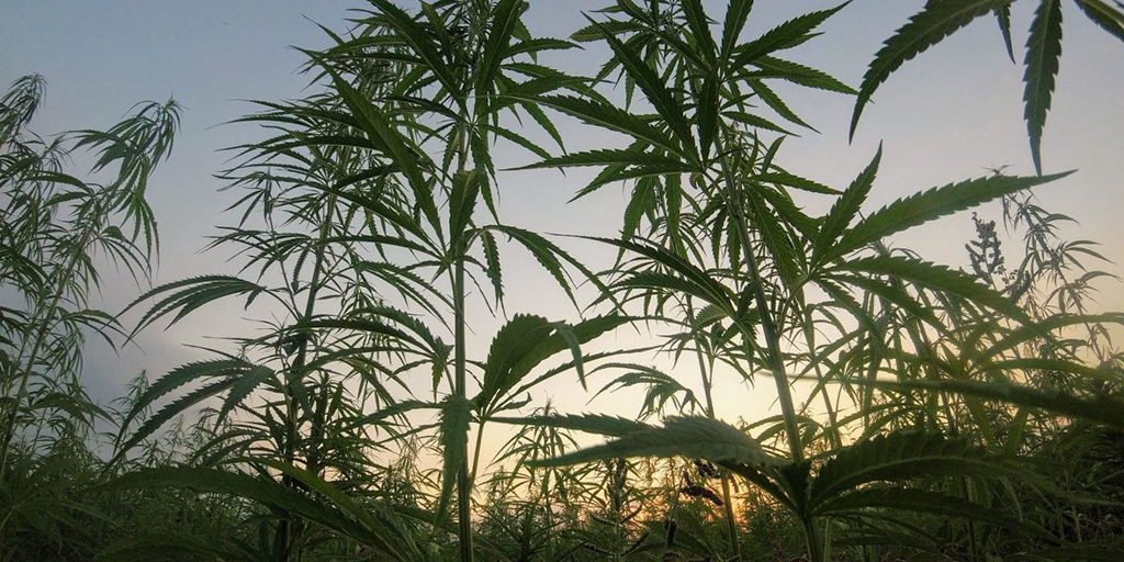 hero-graphic-What is Croptober?