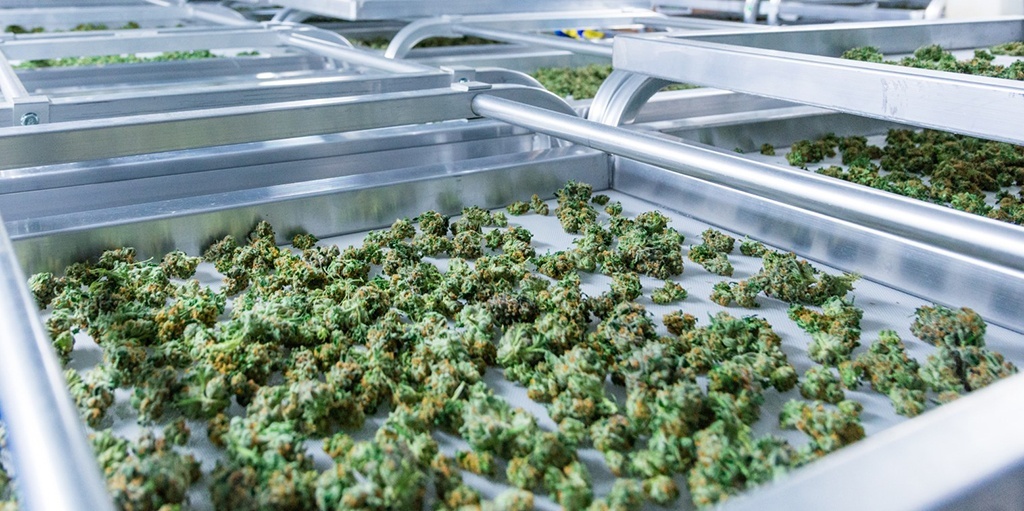 Colas, MIPs, and Carb Caps — Learn These Definitions and More in Our Cannabis Terms Glossary