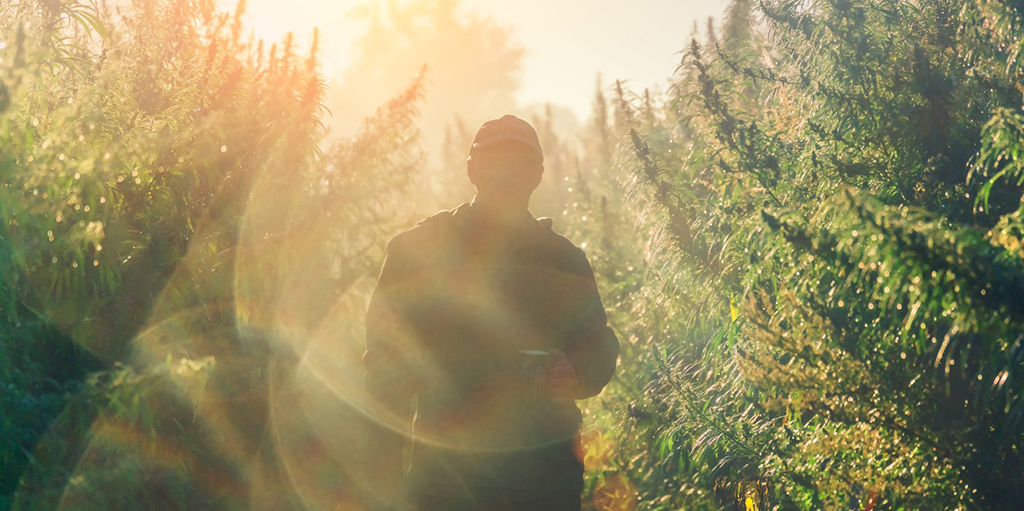 Hot Jobs in the Cannabis Industry for 2020